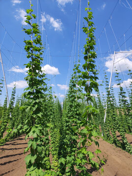 hops field with young growing plants in bright sunny day