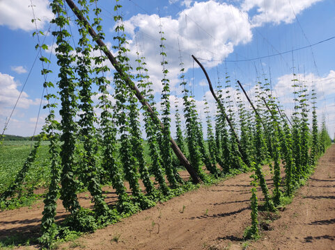 hops field with young growing plants in bright sunny day