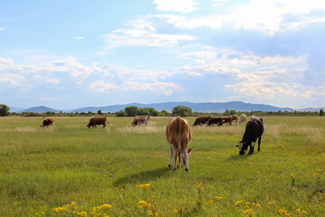 Herd of cows grazing on summer meadow