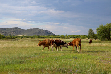Fototapeta na wymiar Herd of cows grazing on summer meadow