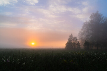 Fototapeta na wymiar foggy summer morning in the forest