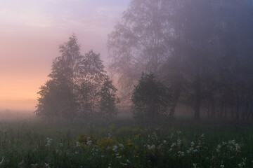 Fototapeta premium foggy summer morning in the forest
