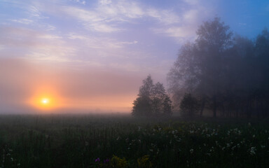 Obraz premium foggy summer morning in the forest