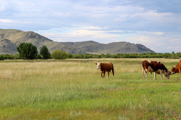 Fototapeta na wymiar Herd of cows grazing on summer meadow