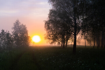 Obraz na płótnie Canvas foggy summer morning in the forest