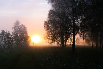 Obraz na płótnie Canvas foggy summer morning in the forest