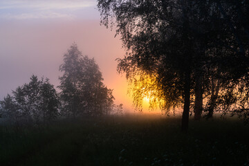 Naklejka na ściany i meble foggy summer morning in the forest