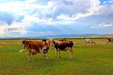 Herd of cows grazing on summer meadow