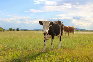 Curious cow looking at camera while grazing on summer meadow