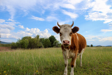 Curious cow looking at camera while grazing on summer meadow