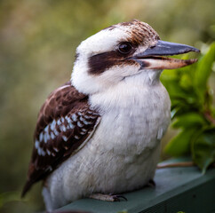 kookaburra