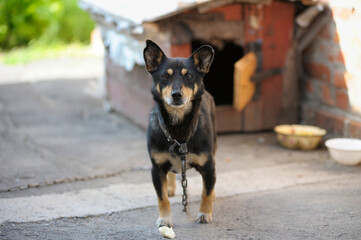 Naklejka na ściany i meble Old sad mongrel watchdog in metal chains guarding yard of the rural household, wooden doghouse on a background