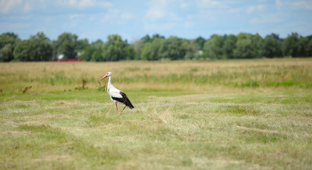Obraz na płótnie Canvas Stork searching for food in the field, cut grass