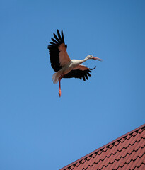 Stork landing on a roof of a building, summer blue sky