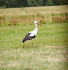 Stork searching for food in the field, cut grass