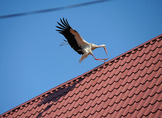 Stork landing on a roof of a building, summer blue sky