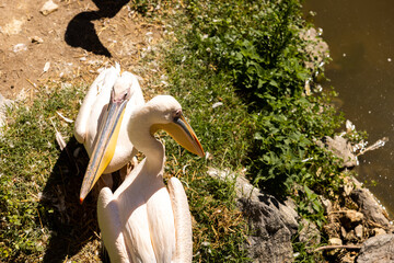 Pellican animal bird in a zoo black and white