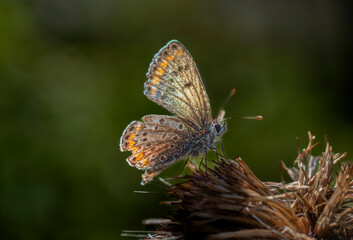 little butterflies continue their generation in small parks in the city