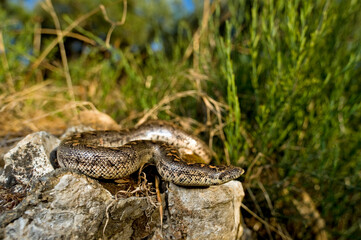 Westliche Sandboa // Javelin sand boa (Eryx jaculus) - Peloponnes, Griechenland