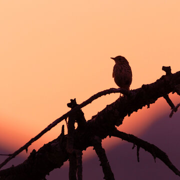 silhouette of a bird at sunset