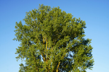 Treetop of a huge poplar in the evening light