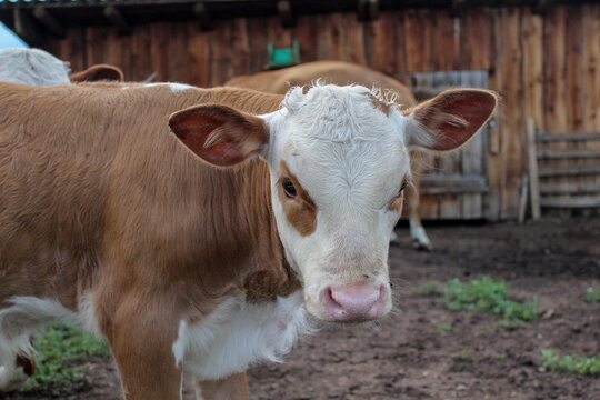 Little newborn calf portrait on farm