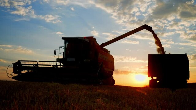 Harvester combine pours grain into truck on field. Machine pouring just harvested wheat. Agricultural tractor harvests wheat field on sunset. Production process in agribusiness. Grain, ears, food.