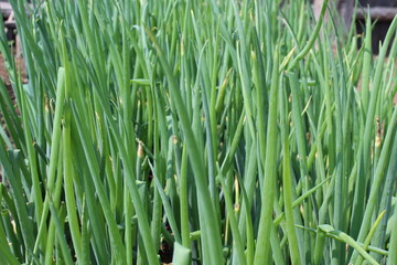 Fototapeta na wymiar Green onion scallion on garden bed in summer