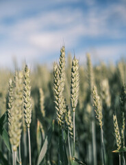 wheat field in the sunshine.