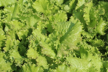 Lettuce leaf vegetable in the garden	
