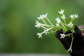 Night-blooming jasmine or Cestrum nocturnum flowers on nature background.