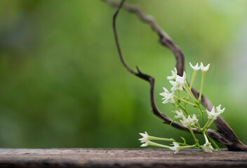 Night-blooming jasmine or Cestrum nocturnum flowers on nature background.