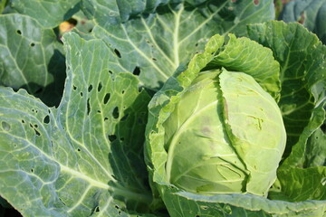 Fototapeta premium cabbage leaves eaten by caterpillars