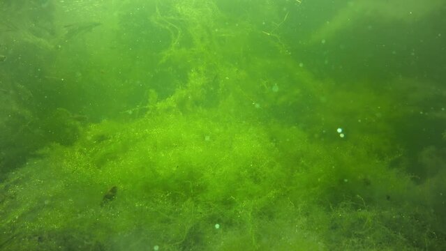 Quickly flowing water in the creek, in which green algae crumble, small fish swim