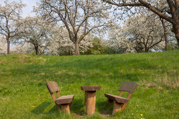 PicknickPlatz, Blühende Kirschbäume