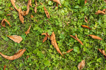 dead brown tree leaves on the grass