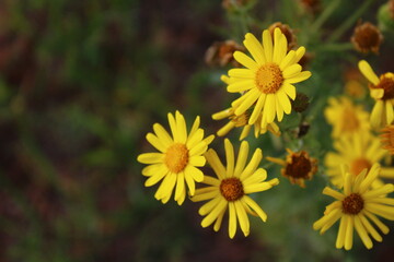 Yellow wild flowers on summer meadow