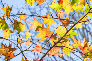 Tree Leaf's Autumn  Green Yellow Orange Red Colors Blue Sky Background