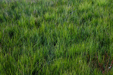 green grass with dew drops	