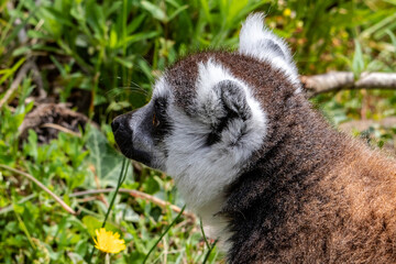 Portrait de Maki catta en profil