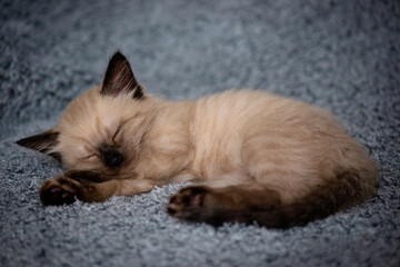 Little cute kitten sleeps sweetly on a fluffy gray plaid