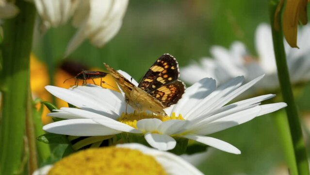 Beautiful butterfly sipping nectar from a white flower in Colorado Golden Community Garden, USA