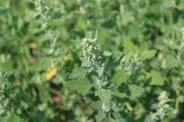 Goosefoots grass full frame in summer