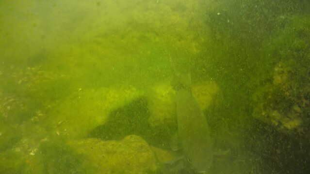 Big fish crucian carp in the lake