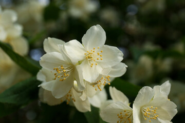 Obraz na płótnie Canvas Beautiful blooming white jasmine shrub outdoors, closeup