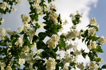 Beautiful blooming white jasmine shrub with bug outdoors on sunny day, bottom view