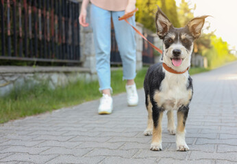 Woman walking her cute dog on city street, closeup