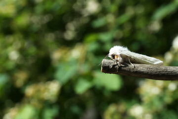 Beautiful moth on wooden twig outdoors, closeup. Space for text