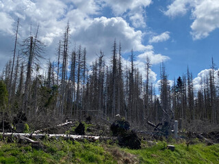 Destroyed fir trees in the Black Forest due to pollution and climate change