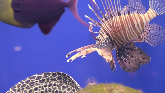 Zebra lionfish or zebra fish, or striped lionfish a species of ray-finned fish of the scorpion family, swims quickly in an aquarium, close-up